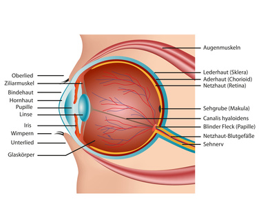 Anatomie Auge Vorderer Augenabschnitt
